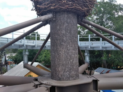 Eagle Nest For Zoo